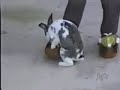 Itt a tavasz! Itt a tavasz!