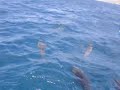 Shark attacks group of dolphins
