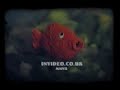 Jim-Noir-Music-Video