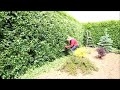 How to trim tall WonderHedge, Do not let it grow too high
