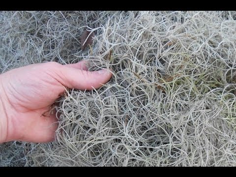 how to grow spanish moss