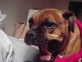 BOXER \"la pelusa\"