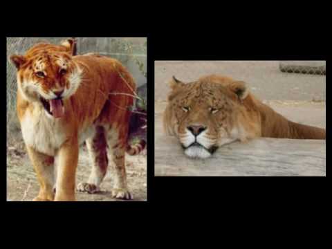 TI LIGER