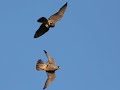 Rochester Peregrine Falcons 2