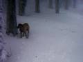 Bullmastiff video
