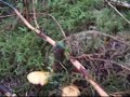 chanterelle patch