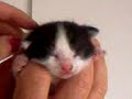 kittens van cato 10 dagen oud (zwart-witte in beeld) kittens van cato 10 dagen oud (zwart-witte in beeld)