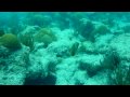 Bermuda Video