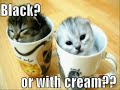 Very Funny Cats 17 Very Funny Cats 17