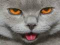 Very Funny Cats 17