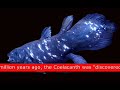 Coelacanth: Prehistoric Discovery