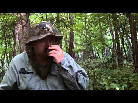how to treat gnat infestation