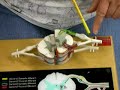 Spinal Cord Spinal Cord