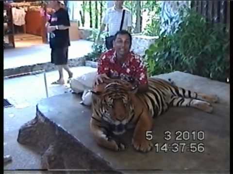 tiger
