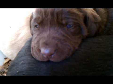 Lab puppies barking at 2.5 weeks