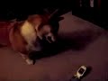 Pembroke Welsh Corgi uses a cell phone, sort of Pembroke Welsh Corgi uses a cell phone, sort of