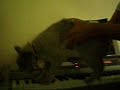 funny-piano-playing-cat.html