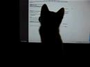 Nooni - predator of the cursor