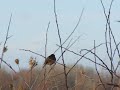 European Stonechat3