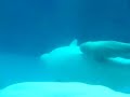 Baby Beluga at Marineland