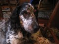Ollie makes own video in obvious plea for help!