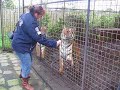 Spelen met tijgers