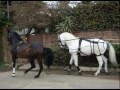 2 Cavalos atrelados em Tandem