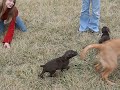 Kansas AKC German Shorthair Pointer Puppies part2