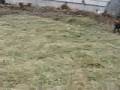 Braco Alemán de Pelo Corto video