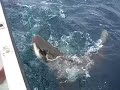 Feeding Sharks on North Shore, Oahu