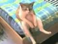 videos de Il gatto di Sbat-man!