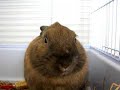 Rabbit Nibbling Hay In Cage Rabbit Nibbling Hay In Cage