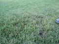 Grass Blister!!! #3 Grass Blister!!! #3