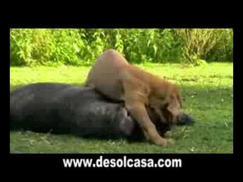 fila brasilero