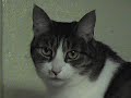 ALICE - Belongs in your arms