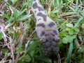 Antaresia Maculosa - Blonde Spotteds
