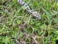 Antaresia Maculosa - Blonde Spotteds
