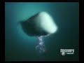 Balena Vs Calamaro Gigante
