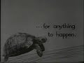 Vision On \"the Turtle\" (short)