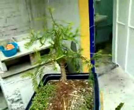 Bonsai Ahuehuete