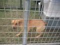 Hurricane Ike Animals at the SPCA of Texas