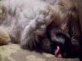 Pekingese video