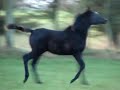 Shah Cidon MOV02295.MPG Shah Cidon MOV02295.MPG