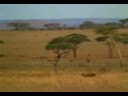 rspca.mpeg rspca.mpeg