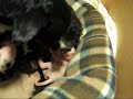 Dog Giving Birth(Very Gross)