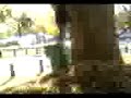 tree flip