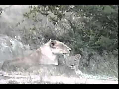 Lion Pride - Lionesses - Cubs - Males - Djuma - Mar 3, 2013