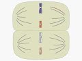 Down syndrome:&nbsp;Down Syndrome Trisomy