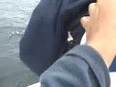 Stellwagen Bluefin