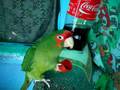 cute parrot drinks and burps!!!!